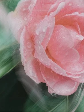 Protection Solaire SPF 30 Pour Visage & Corps