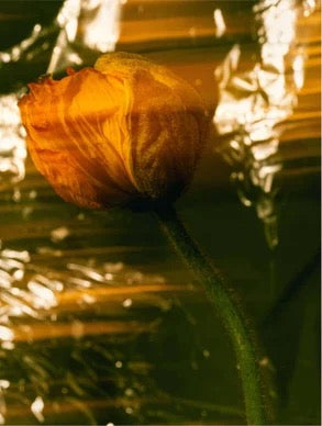 Crème Riche Nourrissante à l'Huile d'Argan, Sans Parfum