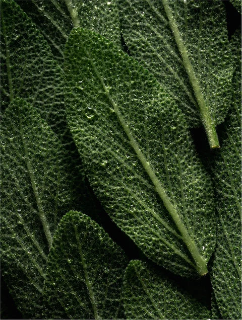 Après-Shampoing Hydratant à l'Huile d'Argan