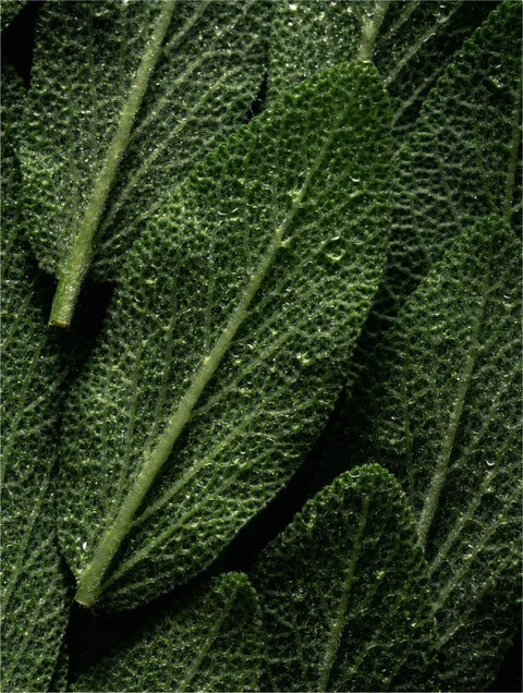 Exfoliant pour Cuir chevelu Deep Cleanse, Romarin et Menthe