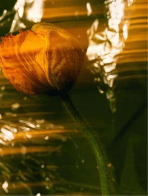 Crème Solaire Teintée SPF 30